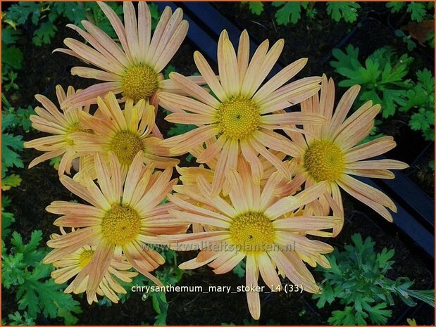 Chrysanthemum 'Mary Stoker' | Chrysant