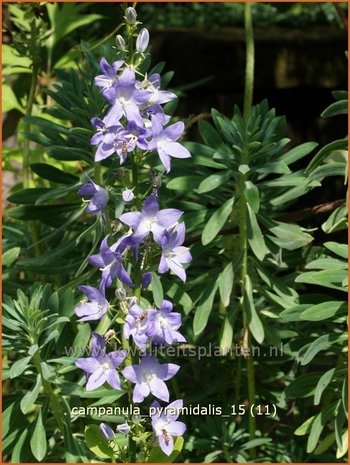 Campanula pyramidalis | Piramideklokje, Klokjesbloem