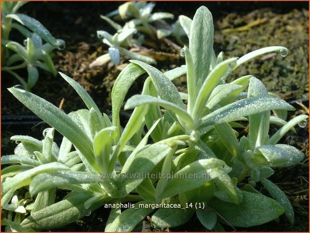 Anaphalis margaritacea | Prachtrozenkransje, Siberische edelweiss, Witte knoop