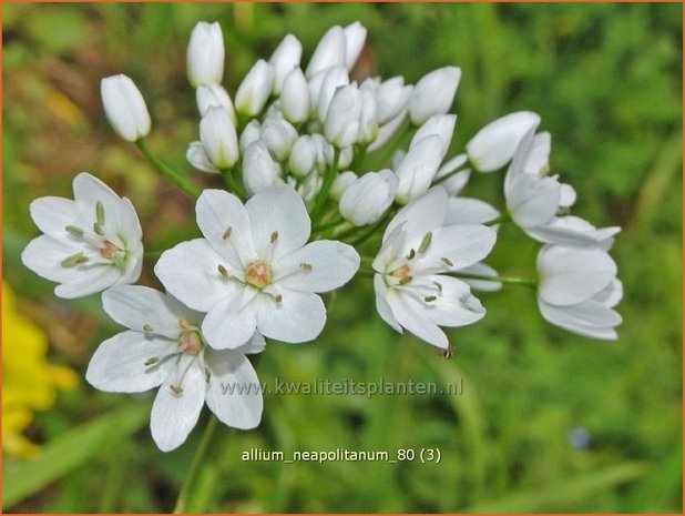 Allium neapolitanum | Bruidsuitje, Look | Mediterraner Lauch