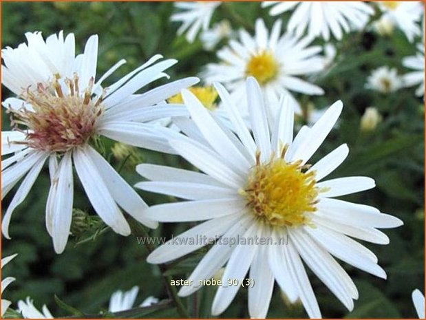 Aster 'Niobe' | Aster