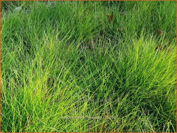 Deschampsia flexuosa | Bochtige smele, Smele