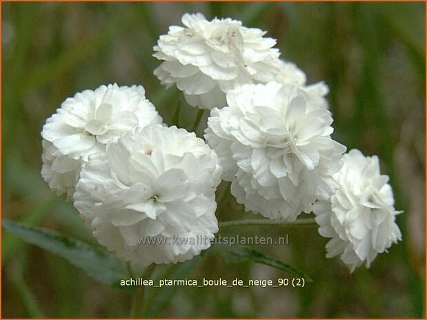 Achillea ptarmica 'Boule de Neige' | Bertram, Duizendblad