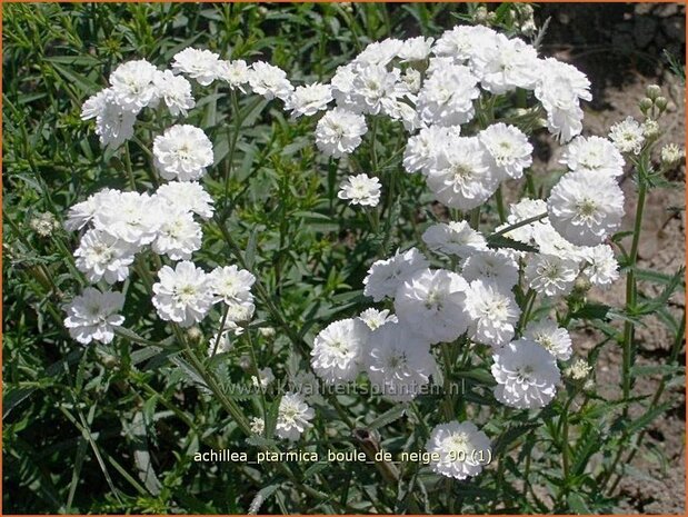 Achillea ptarmica 'Boule de Neige' | Bertram, Duizendblad