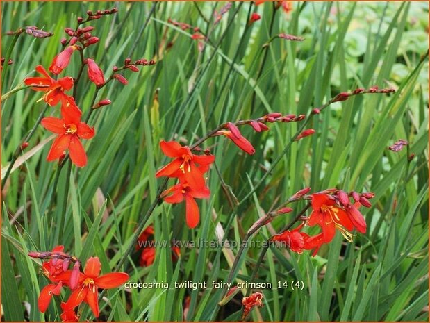 Crocosmia 'Twilight Fairy Crimson' | Montbretia | Montbretie