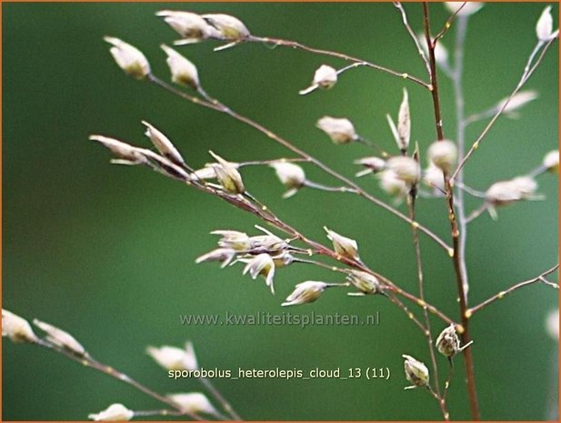 Sporobolus heterolepis 'Cloud' | Parelgras, Prairiedropzaad