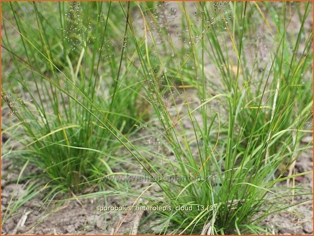 Sporobolus heterolepis 'Cloud' | Parelgras, Prairiedropzaad