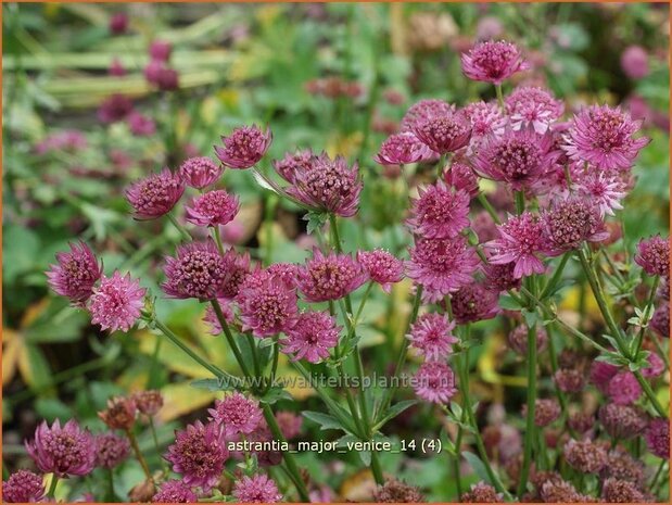 Astrantia major 'Venice' | Zeeuws knoopje