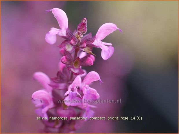 Salvia nemorosa 'Sensation Compact Bright Rose' | Salie, Salvia