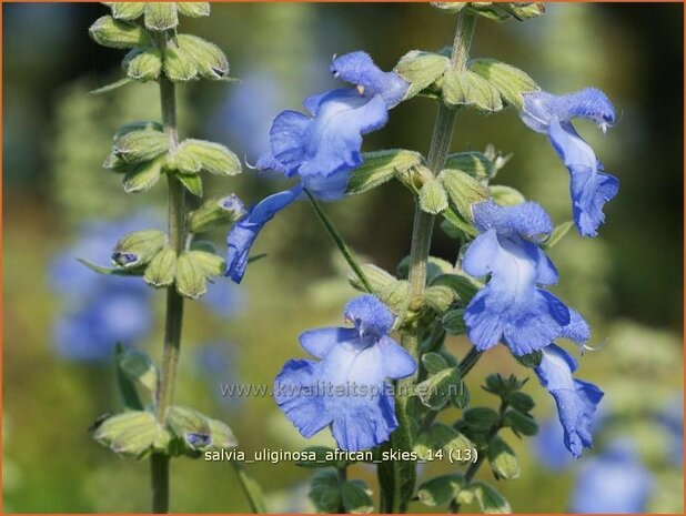 Salvia uliginosa 'African Skies' | Salie, Salvia