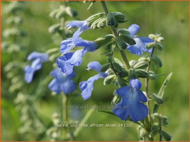 Salvia uliginosa 'African Skies' | Salie, Salvia