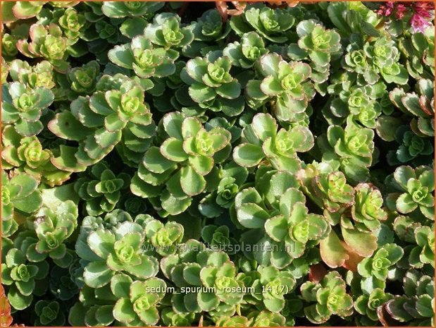 Sedum spurium 'Roseum' | Hemelsleutel, Vetkruid