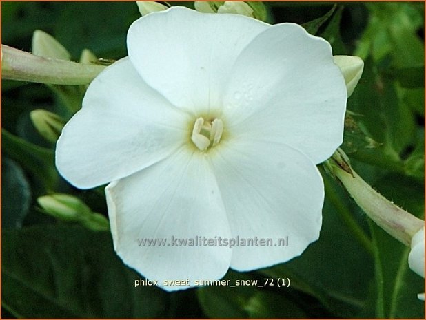 Phlox 'Sweet Summer Snow' | Vlambloem, Flox, Floks