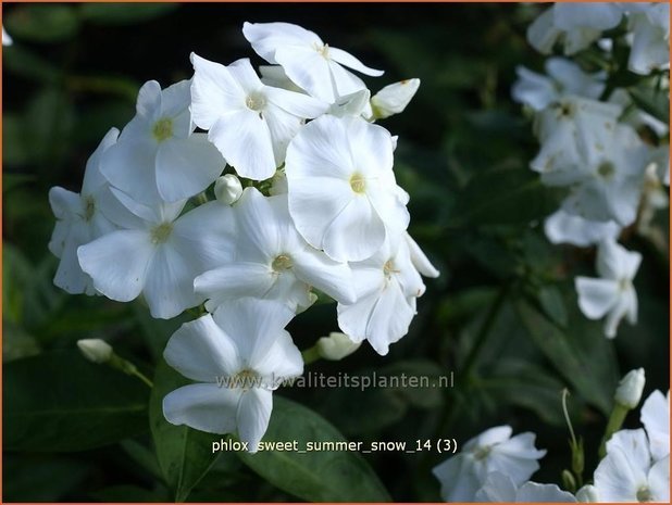 Phlox 'Sweet Summer Snow' | Vlambloem, Flox, Floks