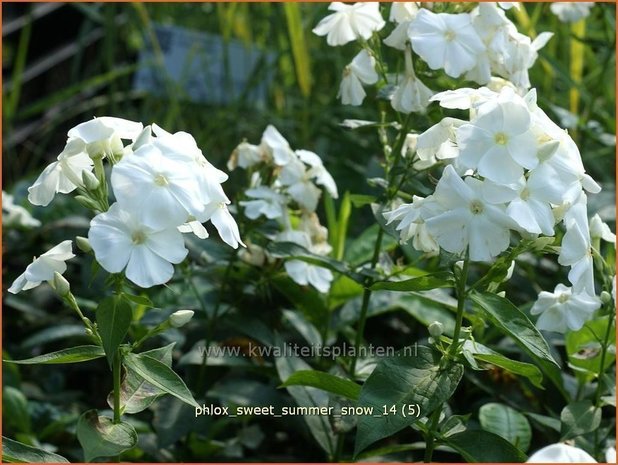 Phlox 'Sweet Summer Snow' | Vlambloem, Flox, Floks