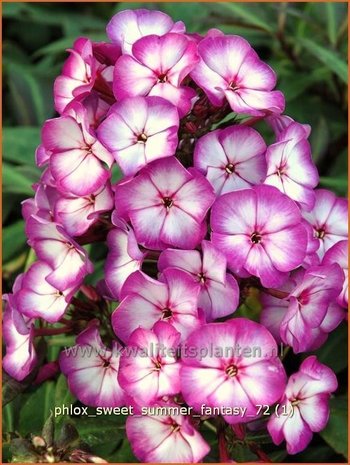 Phlox 'Sweet Summer Fantasy' | Vlambloem, Flox, Floks