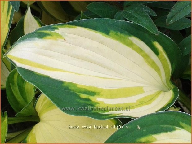 Hosta 'Color Festival' | Hartlelie, Funkia