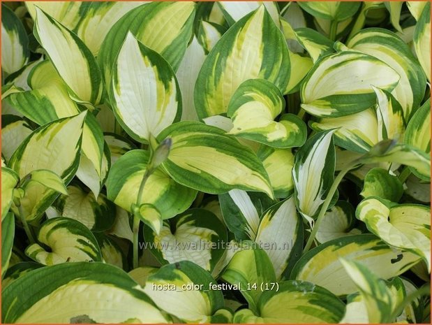 Hosta 'Color Festival' | Hartlelie, Funkia