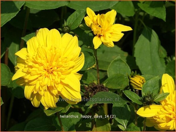 Helianthus 'Happy Days' | Vaste zonnebloem