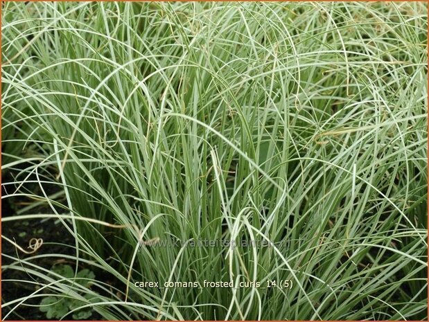 Carex comans 'Frosted Curls' | Zegge