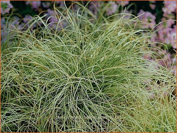 Carex comans 'Frosted Curls' | Zegge