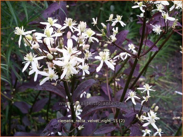 Clematis recta 'Velvet Night' | Bosrank, Clematis