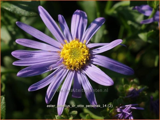 Aster amellus 'Dr Otto Petschek' | Aster