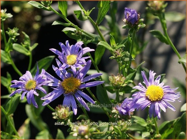 Aster amellus 'Dr Otto Petschek' | Aster