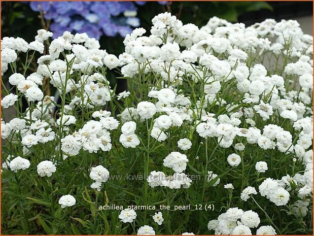 Achillea ptarmica 'The Pearl' | Duizendblad