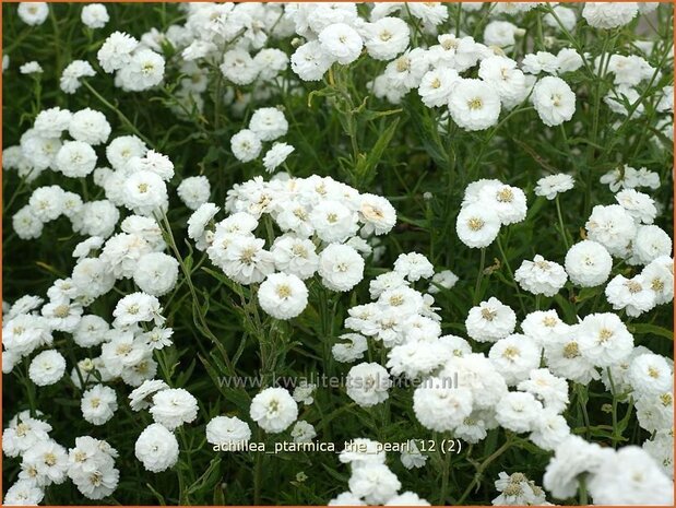 Achillea ptarmica 'The Pearl' | Duizendblad