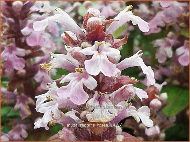 Ajuga reptans 'Rosea' | Zenegroen