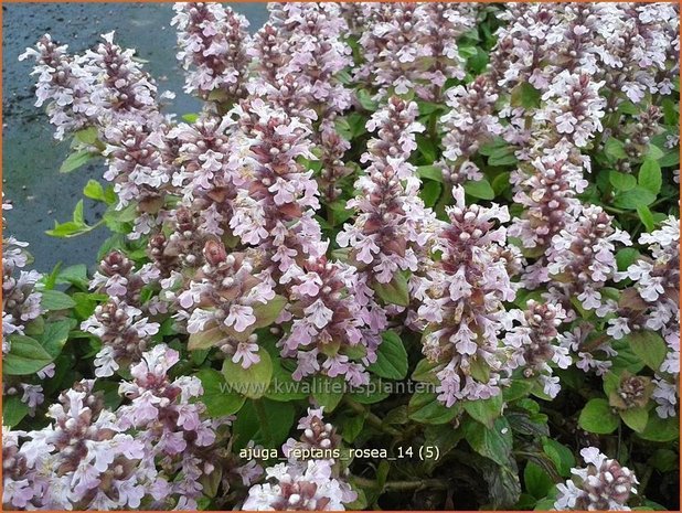 Ajuga reptans 'Rosea' | Zenegroen