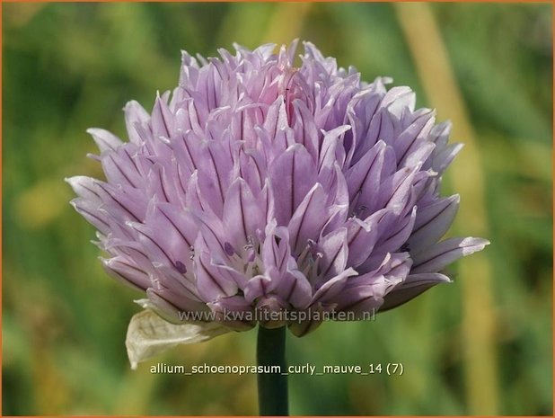 Allium schoenoprasum 'Curly Mauve' | Bieslook, Look | Schnittlauch