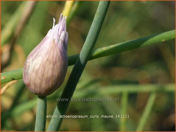 Allium schoenoprasum 'Curly Mauve' | Bieslook, Look | Schnittlauch