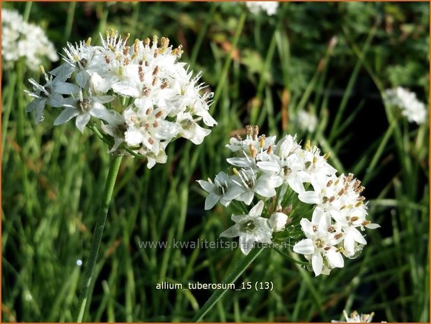 Allium tuberosum | Knoflookbieslook, Chinese bieslook, Look, Sierui | Schnittknoblauch