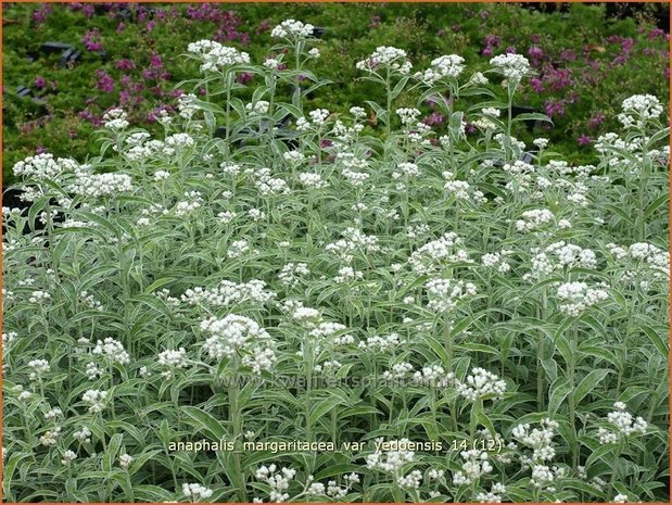 Anaphalis margaritacea var. yedoensis | Siberische edelweiss