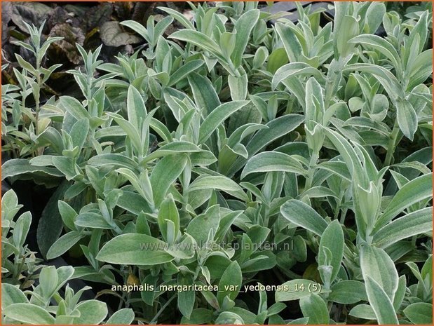 Anaphalis margaritacea var. yedoensis | Siberische edelweiss