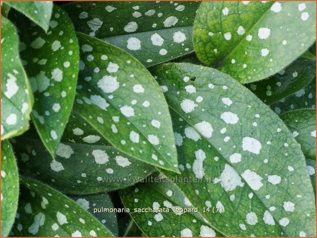 Pulmonaria saccharata 'Leopard' | Longkruid