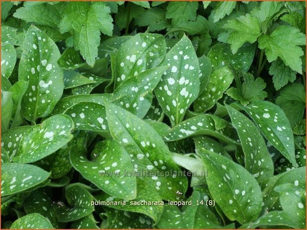 Pulmonaria saccharata 'Leopard' | Longkruid