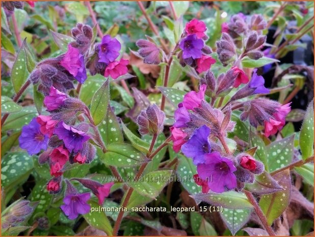 Pulmonaria saccharata 'Leopard' | Longkruid