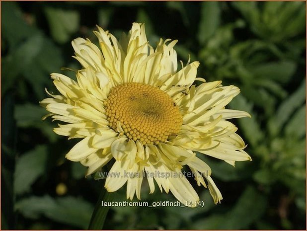 Leucanthemum 'Goldfinch' | Margriet