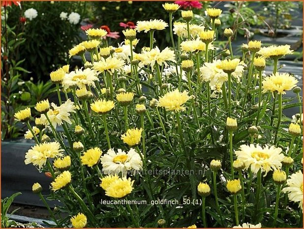 Leucanthemum 'Goldfinch' | Margriet