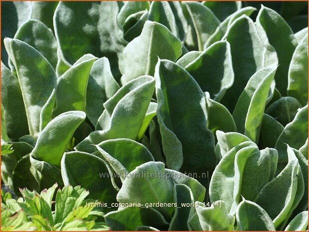 Lychnis coronaria 'Gardeners World' | Prikneus