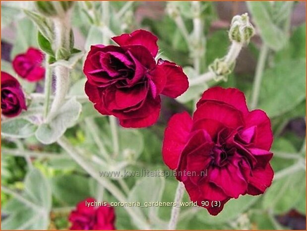 Lychnis coronaria 'Gardeners World' | Prikneus