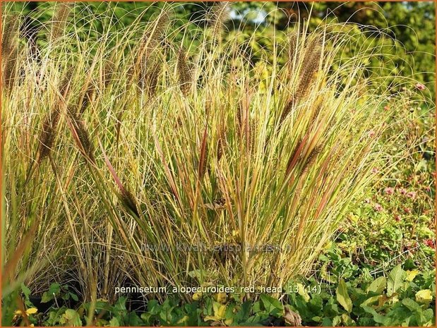 Pennisetum alopecuroides 'Red Head' | Lampenpoetsersgras