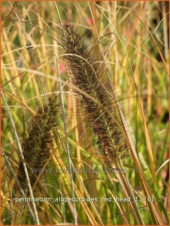 Pennisetum alopecuroides 'Red Head' | Lampenpoetsersgras