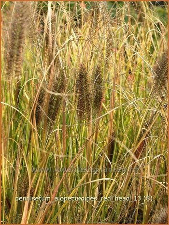 Pennisetum alopecuroides 'Red Head' | Lampenpoetsersgras