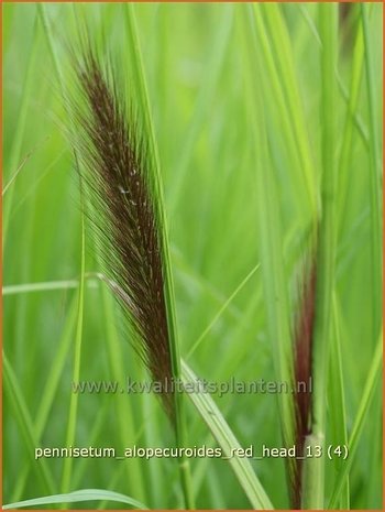 Pennisetum alopecuroides 'Red Head' | Lampenpoetsersgras