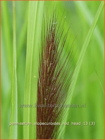 Pennisetum alopecuroides 'Red Head' | Lampenpoetsersgras