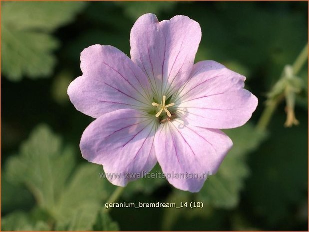 Geranium 'Bremdream' | Ooievaarsbek, Tuingeranium | Storchschnabel